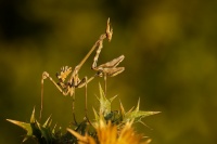 Kudlanka vyzabla - Empusa pennata - conehead mantis 5732